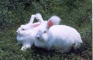 长毛兔养殖：前景广阔的饲养管理技巧