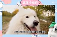 萨摩耶犬的全面解析