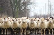 眼神就能驾驭羊群的牧羊犬，普通狗狗望尘莫及
