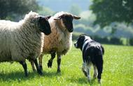 牧羊犬的天性：3个方法让羊群顺从，却引发主人的困扰