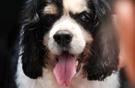 四眼：退役检疫犬首次被家庭领养，新家温馨无比！