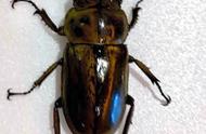 日本独特发现：罕见的四万分之一锹甲虫，左右性别差异显著