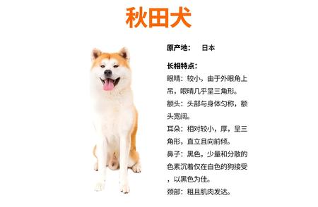 忠诚友好的秋田犬：人类的最佳伙伴