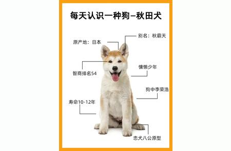 秋田犬：每天了解一种狗的旅程