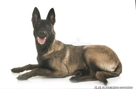 全面了解比利时玛利诺犬：一种充满活力和智慧的犬种