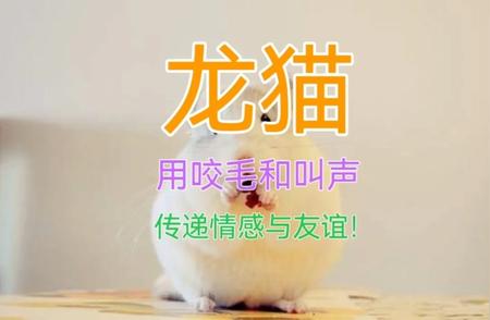 龙猫：神秘的社交小精灵，用咬毛和叫声传递情感与友谊！