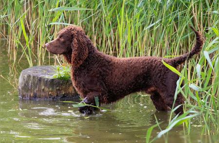 美国水猎犬与博伊金猎犬：207种纯种犬的第九部分介绍