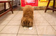 11岁的可卡狗学会自己用钱买香肠，懂得辨别真假币和面额