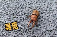 锹甲虫：大自然的珍稀宝藏
