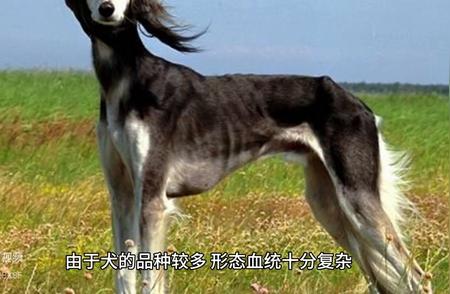 犬类的种类，你了解多少？