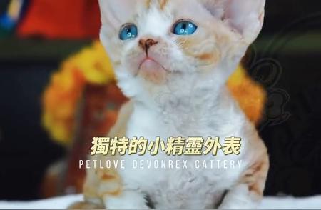 拥有一只德文卷毛猫的生活是怎样的？