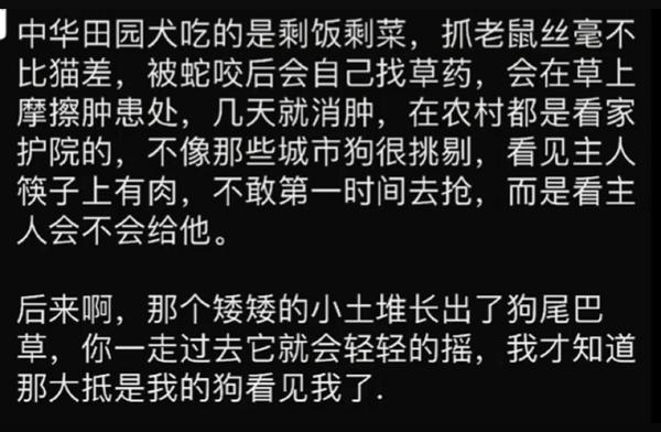 中华田园犬的聪明程度如何？祖先的智慧在它们身上得到了体现