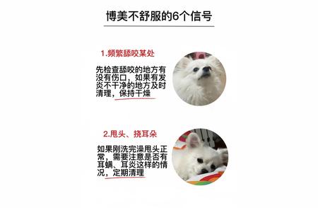 博美犬的这⑥种行为，揭示它可能生病了