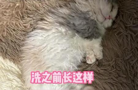 忘记备注的卷毛猫洗澡经历，结果被洗成直发老板：没有我梳不顺的毛