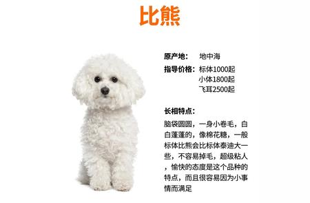 比熊犬：小型犬中的甜美棉花糖