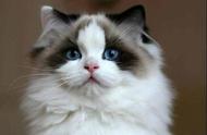 布偶猫：颜值与贵族气质的完美结合