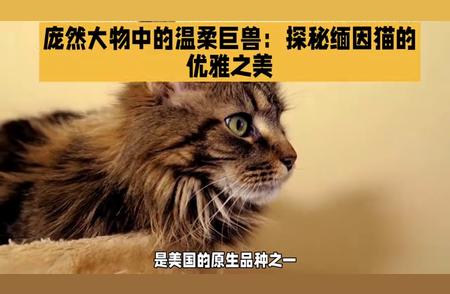 缅因猫：庞然大物中的温柔巨兽