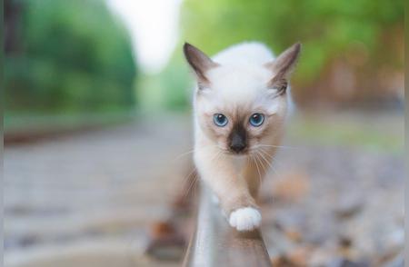 暹罗猫：一种优雅的猫咪品种