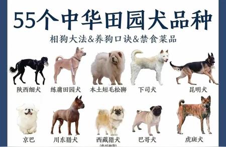 中华田园犬品种大全：55种选择，你最爱哪一种？