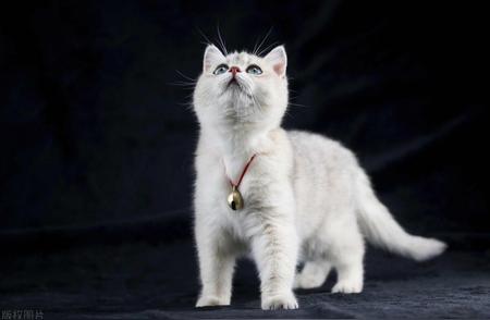 银灰魅力：迷人的英国短毛猫