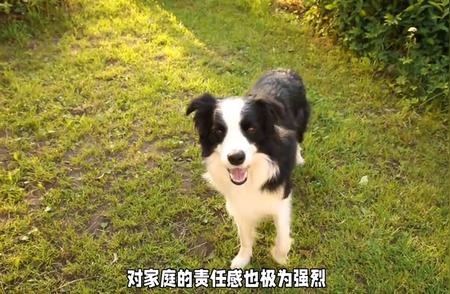 “忠诚与智慧的完美结合：边境牧羊犬的家庭责任与运动需求”