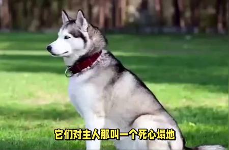 哈士奇：让人又爱又“恨”的犬类之最