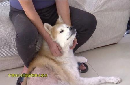 秋田犬被列为市区禁养犬种，警方要求主人在十日内处理！