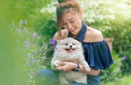 女性是否适合饲养博美犬？女性养博美犬可能遇到的挑战