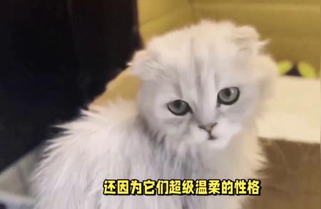 揭秘金吉拉猫：宠物界的超级明星