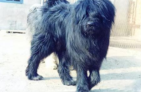 中国猛犬的遗忘之美：藏狮，比藏獒更强大，更聪明！