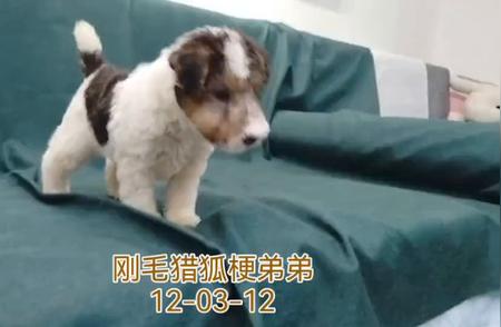 刚毛猎狐梗弟弟：狗狗中的小霸王