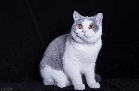 英国短毛猫的独特特性与护理技巧