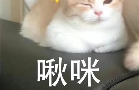 五种比狗还忠诚的猫，它们只属于你！