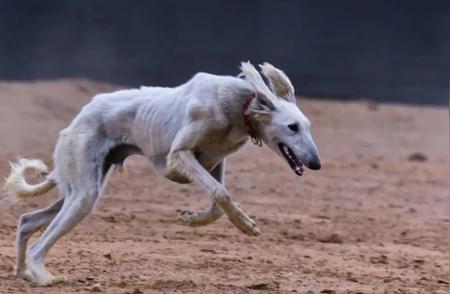 中国神话中的“三界第一神犬”如今遭遇误解，常被误认为是外国犬！