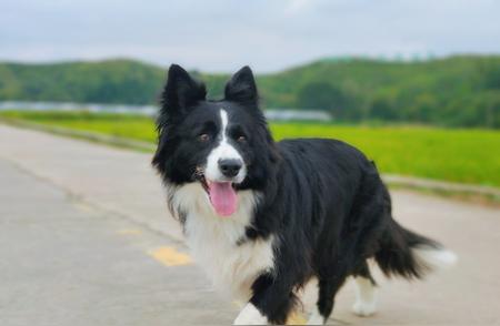 边境牧羊犬：出色的工作犬与忠实的伙伴