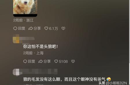 中华田园犬的聪明程度如何？老祖宗的选择值得信赖，网友评价实至名归