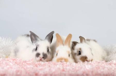 最吸引人的宠物兔品种有哪些？