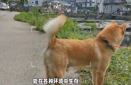 中国三大名犬：中华田园犬、松狮犬和北京犬