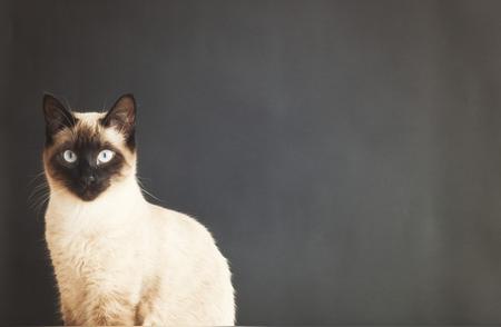 暹罗猫：蓝眼天使的魅力与养护秘诀
