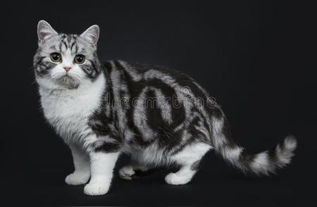 十大长寿猫咪品种揭秘，你的宠物猫在其中吗？