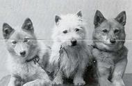 探索家族历史：芬兰狐狸犬（Finnish Spitz）的故事（69）