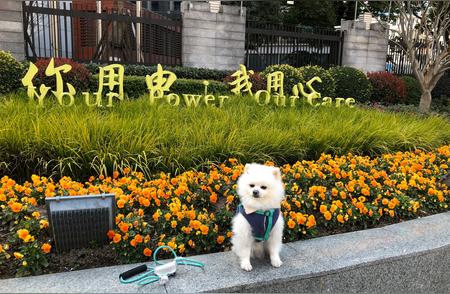 新手养博美犬的必读建议