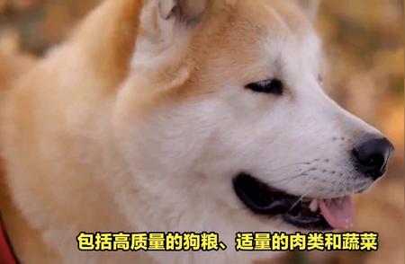 秋田犬的寿命有多长？