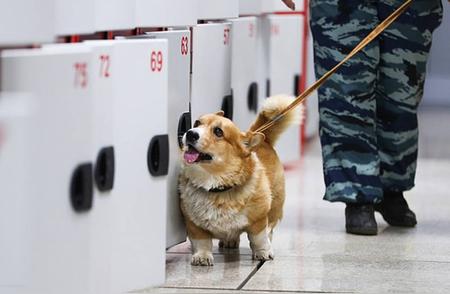 福仔：警界新星的柯基犬传奇