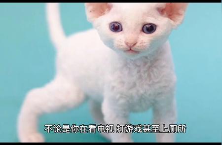 德文卷毛猫的养护难度大吗？看完这篇文章你可能会有答案