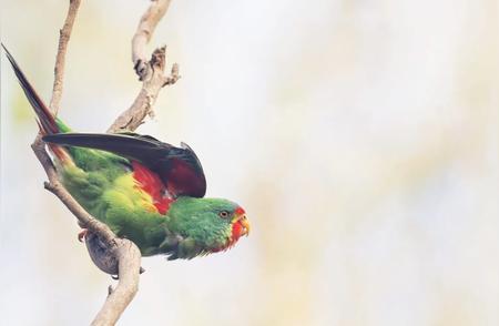 从无名小鹦鹉到澳洲2023年度鸟类：一段不平凡的旅程
