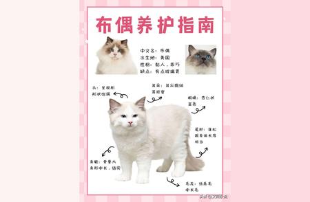 布偶猫养育手册：新手父母必备的科学喂养指南！