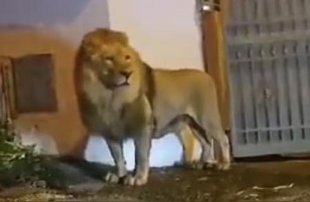 意大利街头惊现狮子，市民惊慌失措！马戏团团长：它很温顺，从不伤人