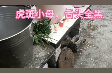 清晰斑纹的虎斑小母猫