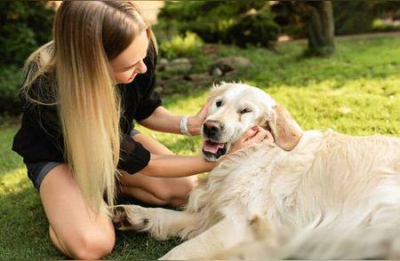 5个月大的金毛犬应如何选择合适的狗粮？